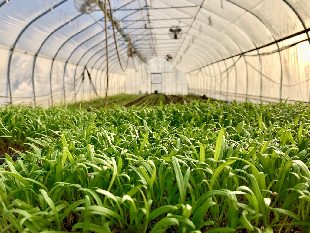 spinach seedlings in the greenhouse